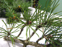 swiss mountain pine (pinus mugo s.str.), leaves (needles) half-round, whorls of 2 in short shoots. 2009-01-26, Pentax W60. keywords: pinus montana, berg-föhre, pin de montagne, pino nano, pino mugo